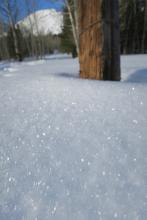 Surface Hoar growing in lowest clearing along Crater Lake road. 