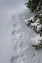 Snow was rapidly melting off sun exposed trees by 1130.