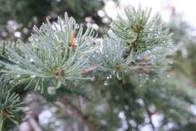 Wet conditions in the shaded trees on Echo Summit (these drops were liquid, not frozen).