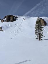 Roller balls on an E aspect at 8800 ft. A ski kick next to these roller balls triggered a D1 loose wet avalanche. See video.