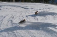 Sastrugi nerd alert: small pinecone suspended on a sastrugi spear