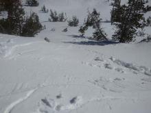 Signs of a developing loose wet avalanche problem (E aspect, ~9,600').