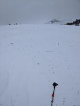 Pine needles and other debris blown onto the snow surface by the strong NE winds.