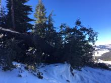 Large downed tree from the NE wind event yesterday.