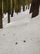 Debris on the snow surface in the trees