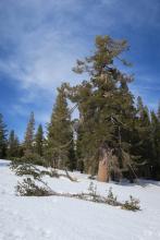 Several large branches had been knocked down by 2/9 wind event