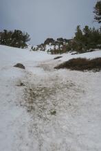 Pine needles and other wind blown debris still present in the gut of gullies.