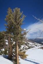 Ridges were windy and skies were mostly blue over Red Lake Peak. To the east huge lenticular clouds loomed. 