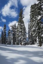 This open clearing surrounded by trees at 8300 feet did not have surface hoar present, but larger clearings just above it did. 