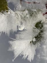 Large Surface Hoar on a small tree on the uptrack