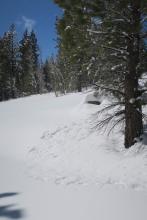 By 10:30am snow had shed from the sunny side of many trees.