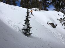 Small loose wet avalanches on north aspects below 8600'.
