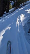 Previous E wind scouring below treeline on N aspect terrain creating elevated old tracks.