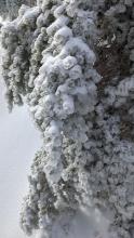 Freezing rain deposited on trees.