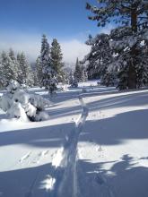 Widespread whumpfing and cracking started around 7000' in terrain like this.