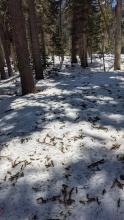 Debris littered the snow surface from the recent NE wind event