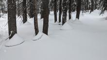 Settlement cones around the trees on Chickadee Ridge