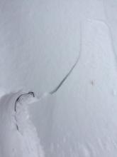 Ski cut wind slab
