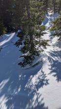 Signs of snowpack settlement around trees in below treeline terrain.