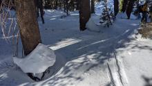 Signs of snowpack settlement around trees. 