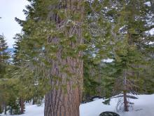 Trace of new snow on the trees at 8,300'.