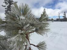 Trace of snow and ice in trees.