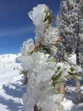 Freezing rain on trees near 9000’