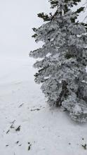 Freezing rain on trees and snow surface
