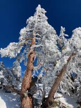 Significant evidence of recent rime on trees near the Talking Mt. ridge.