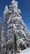 Ice coated trees from the recent freezing rain event.