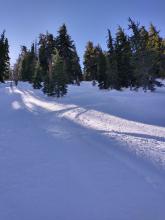 Unconsolidated recent storm snow, unaffected by melt on heavily shaded N aspect below treeline.