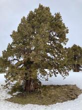 Cool Juniper and sorta depressing bare dirt beneath it at about 8400 ft on a south facing slope.