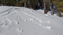 Small pinwheels and roller balls triggered by a ski cut on an E facing slope at 11 am