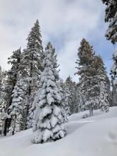 Heavy snow spackled trees along Echo Lake Road.