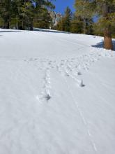 Skier triggered roller balls on wind protected below treeline E aspect near 8,700' at 11:40 am.