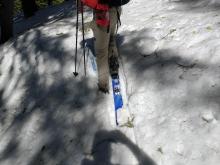 Areas of unsupportable wet snow under the tree canopy 10:30