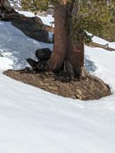 Melting snowpack on an E aspect at 8500ft