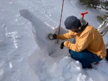 The middle part of the snowpack continues to facet and weaken over time.