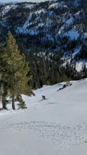 Two to 3 inches of surface wet snow SSE aspect terrain in the 7,000' to 8,000' zone at noon.