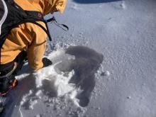 A couple inches of faceted surface snow on wind protected north aspects on top of a thin firm rain crust.