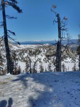 Tree branches, pine needles, and burnt tree parts along the snow surface.