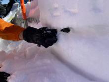 Percolation Tubes showing vertical movement of water through snowpack.