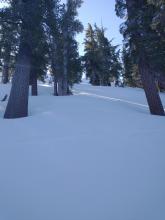 Looking upslope from the pit profile location on a well shaded NW aspect just above 8,800'.