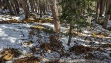 Impressive amounts of debris exist on the snow surface in wooded areas. 