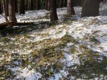 Treed areas littered with down trees, branches, pine needles, etc.