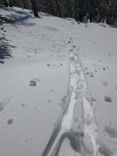 Mix of supportable crust and deeper wet snow at 9:30 am on S aspect terrain at 7,300'.