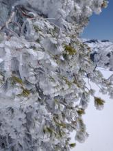 Rime on trees near the summit at about 8,200'.