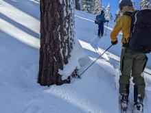 Cracks around the base of trees indicating snowpack settlement since the storm