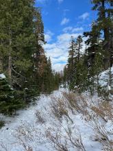 The old road that climbs up to Carson Pass from Red Lake has enough coverage to travel via skis but just barely.