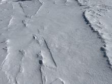 Ghost tracks that were filled in from recent winds.